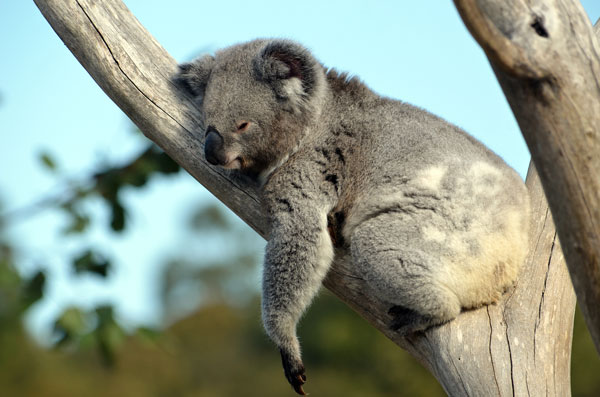 Our global base in Australia
